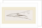 Bill of Guillemot by Anonymous