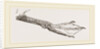 Foot of Guillemot by Anonymous