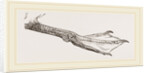 Foot of Guillemot by Anonymous