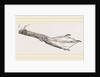 Foot of Guillemot by Anonymous