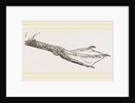 Foot of Guillemot by Anonymous