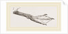 Foot of Guillemot by Anonymous