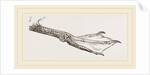 Foot of Guillemot by Anonymous