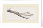 Foot of Guillemot by Anonymous