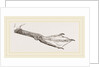 Foot of Guillemot by Anonymous