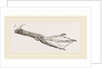 Foot of Guillemot by Anonymous