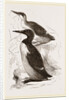 Foolish Guillemots by Anonymous