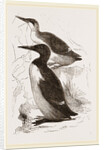 Foolish Guillemots by Anonymous