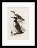 Foolish Guillemots by Anonymous