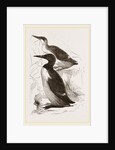 Foolish Guillemots by Anonymous