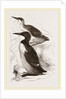 Foolish Guillemots by Anonymous