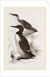 Foolish Guillemots by Anonymous