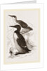 Foolish Guillemots by Anonymous