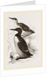Foolish Guillemots by Anonymous