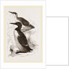 Foolish Guillemots by Anonymous