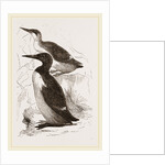 Foolish Guillemots by Anonymous