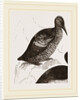 Black Guillemot by Anonymous