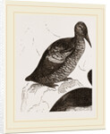 Black Guillemot by Anonymous