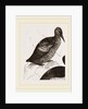 Black Guillemot by Anonymous