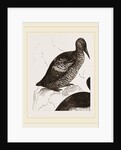 Black Guillemot by Anonymous
