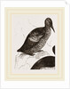 Black Guillemot by Anonymous