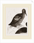 Black Guillemot by Anonymous