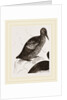 Black Guillemot by Anonymous