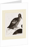 Black Guillemot by Anonymous