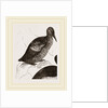 Black Guillemot by Anonymous