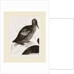 Black Guillemot by Anonymous