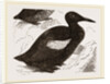Black Guillemot by Anonymous