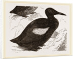 Black Guillemot by Anonymous