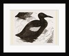 Black Guillemot by Anonymous