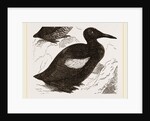 Black Guillemot by Anonymous