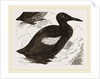 Black Guillemot by Anonymous
