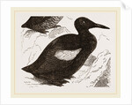 Black Guillemot by Anonymous