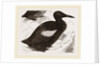 Black Guillemot by Anonymous