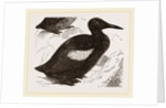 Black Guillemot by Anonymous