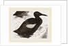 Black Guillemot by Anonymous