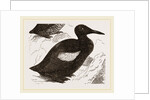Black Guillemot by Anonymous