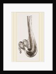 Gizzard of Little Auk by Anonymous