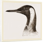 Head of King Penguin by Anonymous