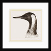 Head of King Penguin by Anonymous