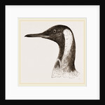 Head of King Penguin by Anonymous