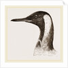 Head of King Penguin by Anonymous