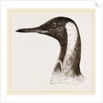 Head of King Penguin by Anonymous