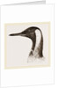 Head of King Penguin by Anonymous