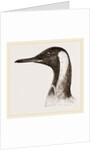 Head of King Penguin by Anonymous