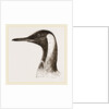 Head of King Penguin by Anonymous