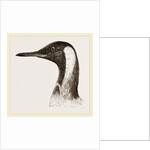 Head of King Penguin by Anonymous